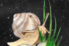 AfficheEscargot