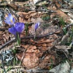 Crocus