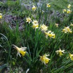 Jonquilles