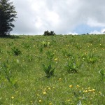 Praire de juillet