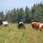 Vaches