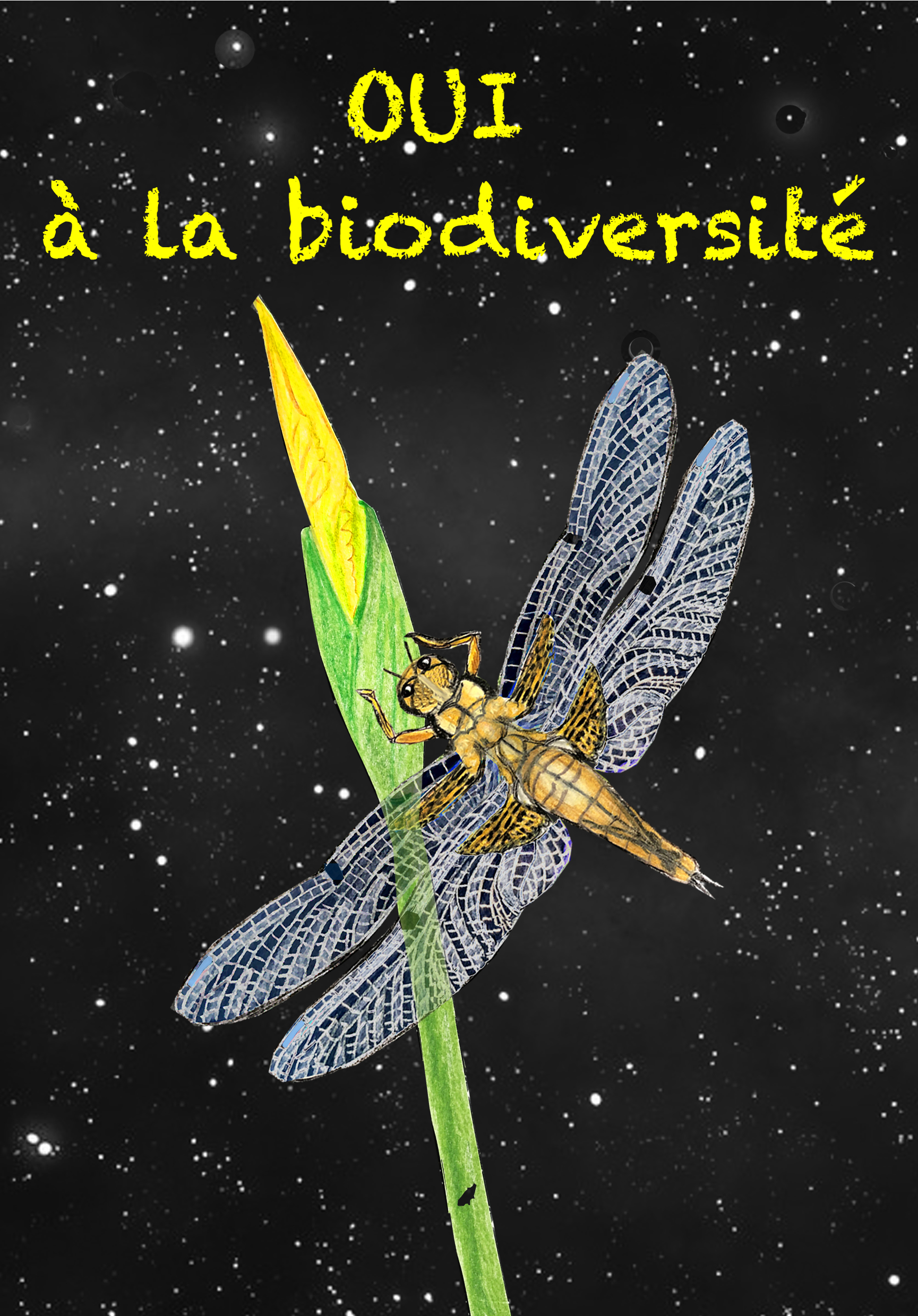 Libellule
